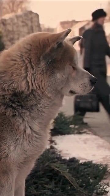 En 'Siempre a tu lado, Hachikō' la conmovedora escena del tren se rodó en una réplica exacta de la estación real de Shibuya, conectando la película con la historia original y el homenaje al perro más fiel de Japón.