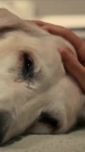 En 'Marley y yo', una de las escenas más recordadas se inspiró directamente en una anécdota real del libro. El caos en casa refleja el amor incondicional hacia las mascotas, clave en la versión de 2008 basada en la novela de John Grogan.