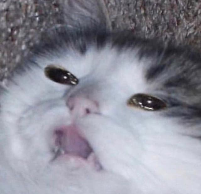 Memes de animales