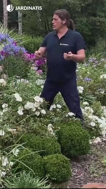 🌸 Cómo cuidar tu agapanto