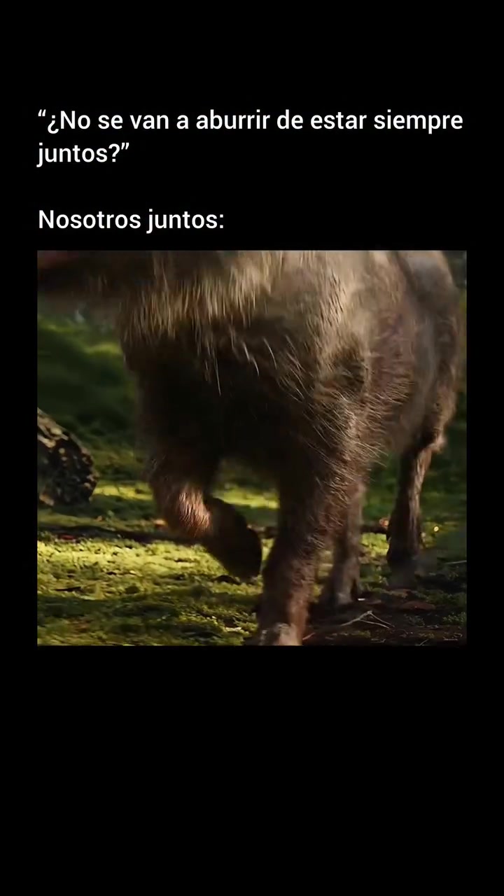 El rey león