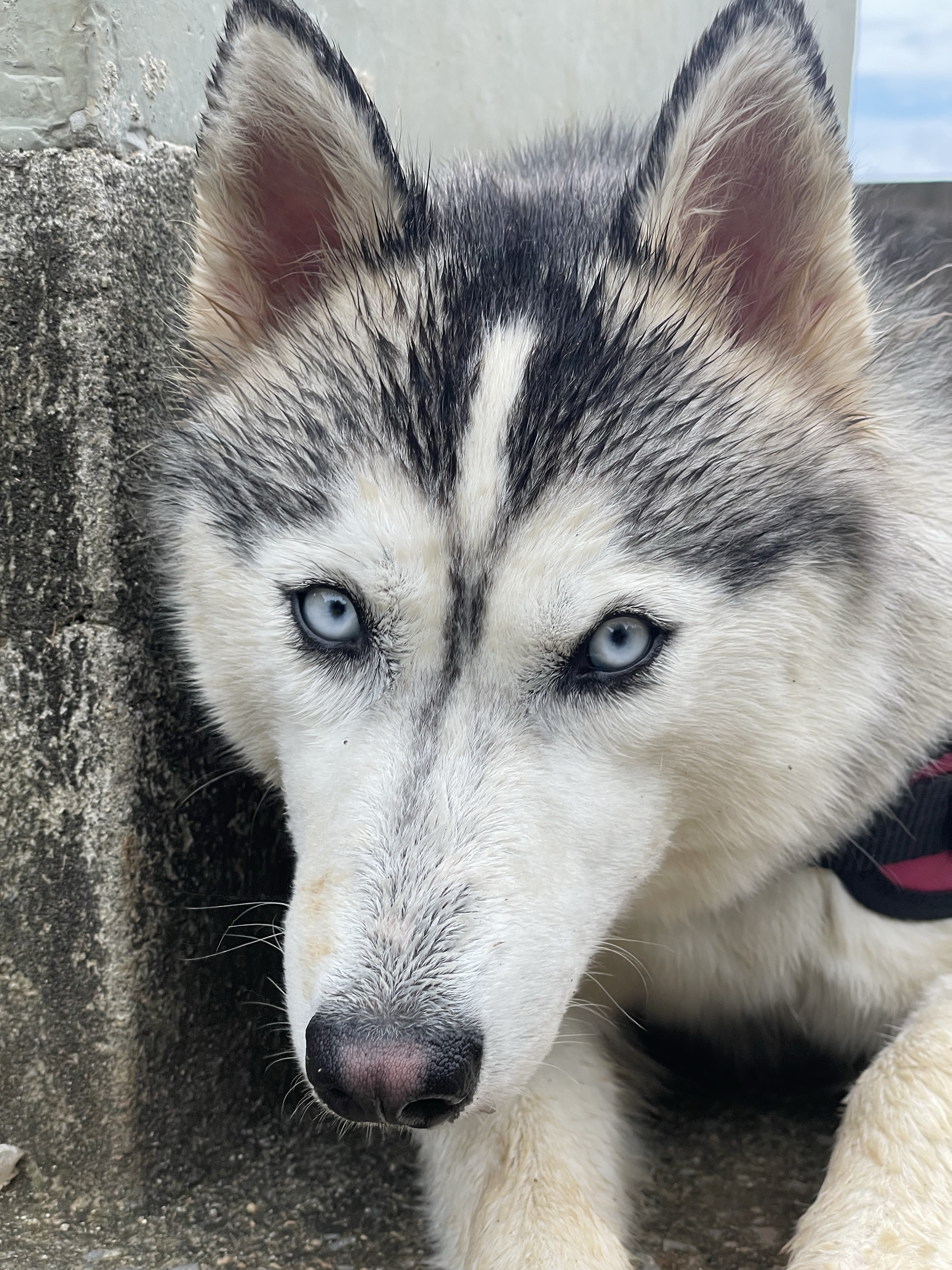 Husky Siberian Blue Eyes