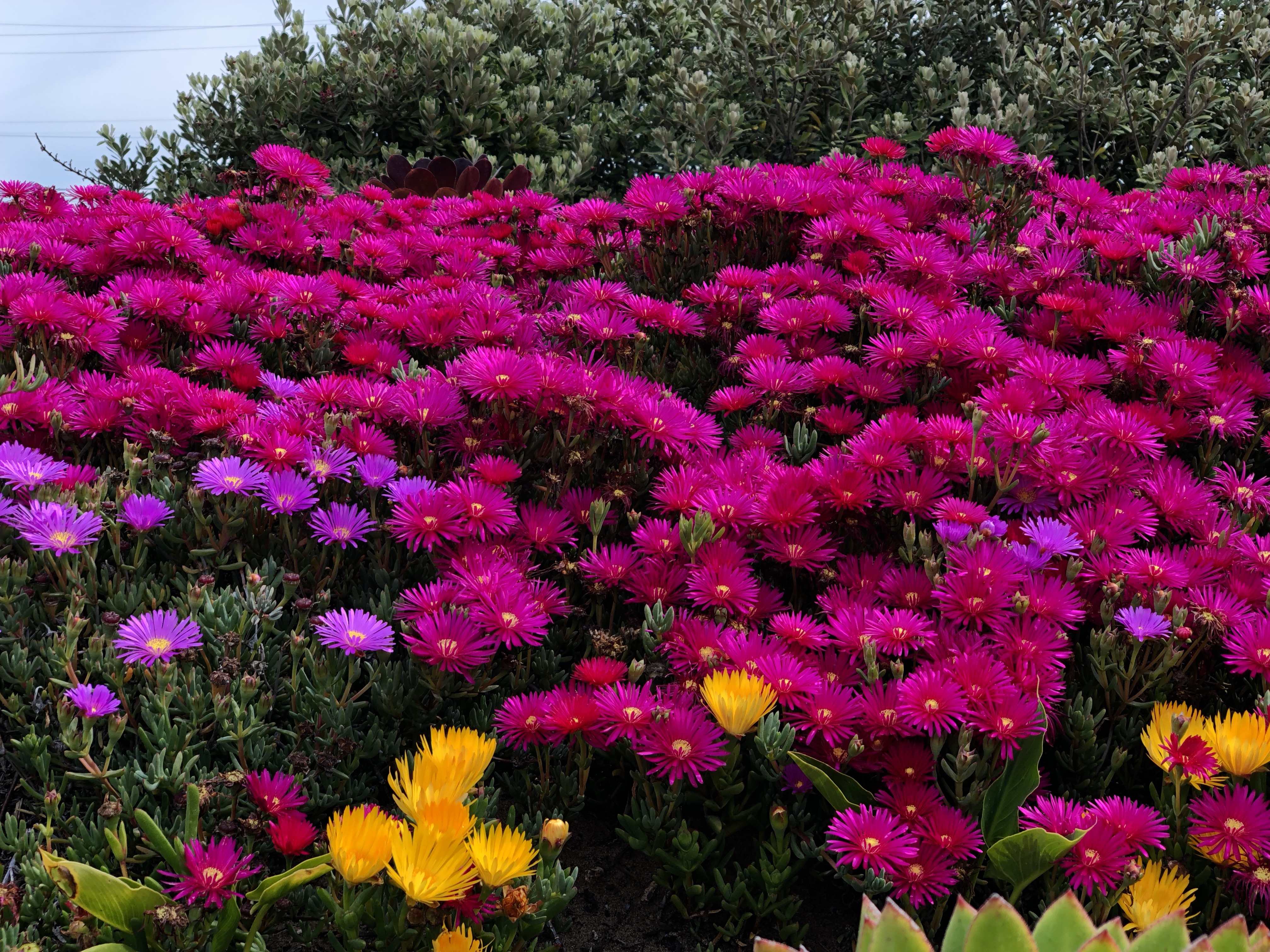 Social Flores