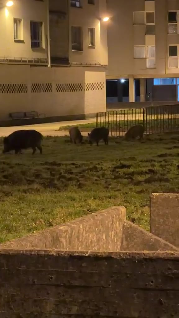 Jabalíes en Culleredo A Coruña cerca del aeropuerto