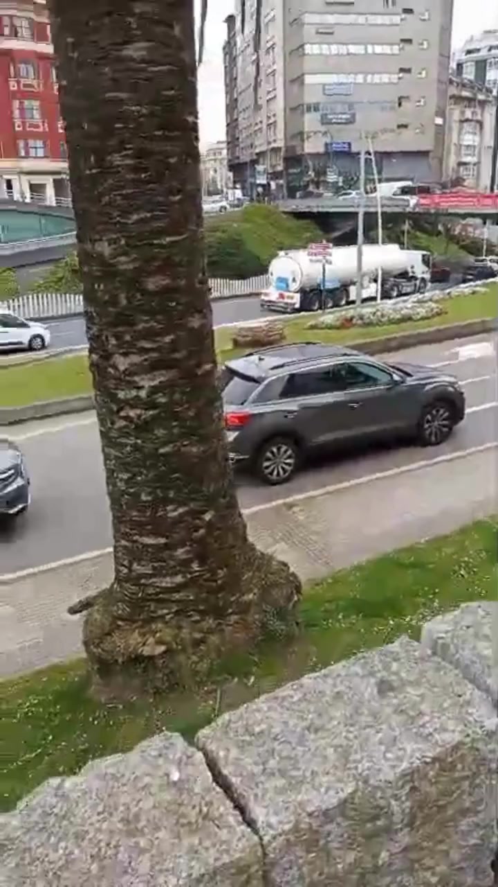 Santa Lucía A Coruña pierde 8 palmeras por picudo rojo