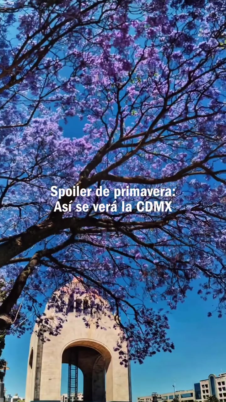Jacarandas en CDMX: la ciudad mas bonita en marzo