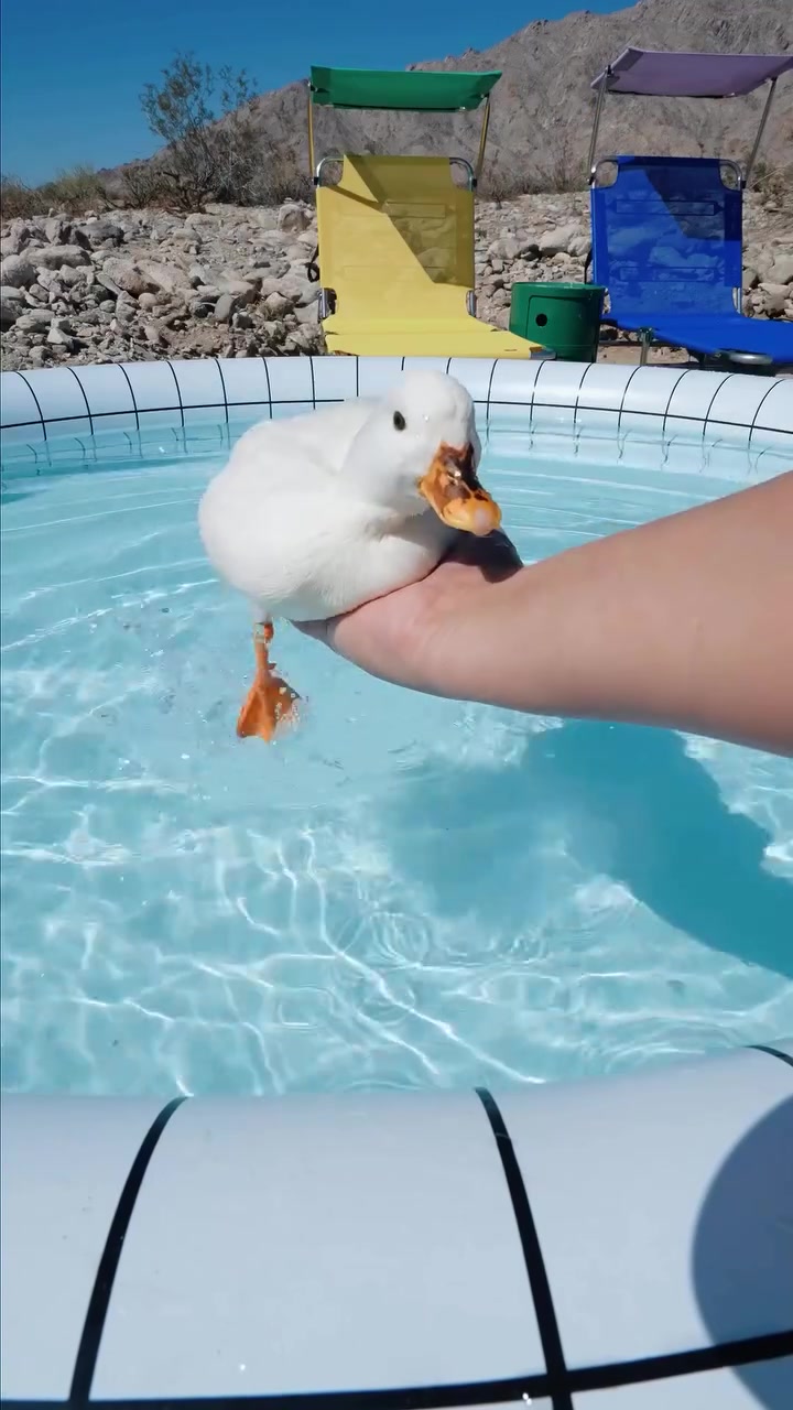 Splish-splash 🦆💧