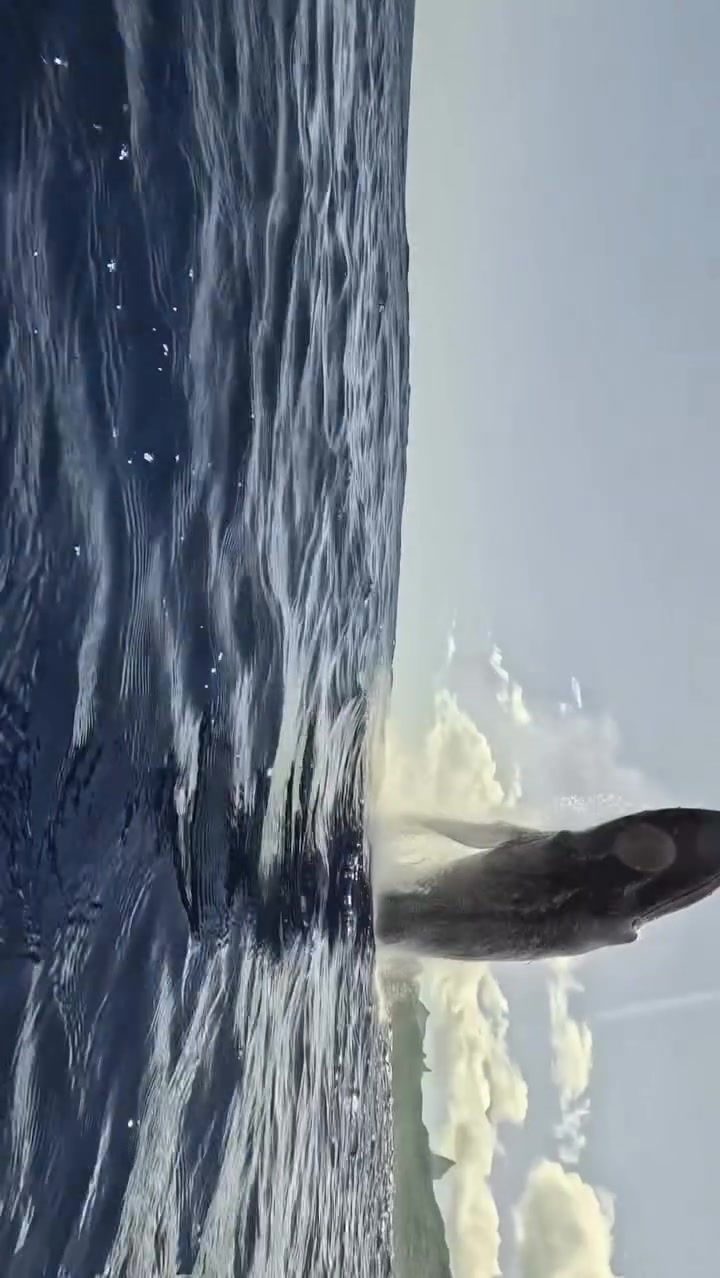 Mandíbula en el suelo 😮🐋