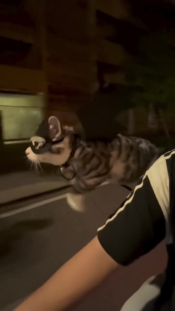 Na na na na na na Catman 🎶