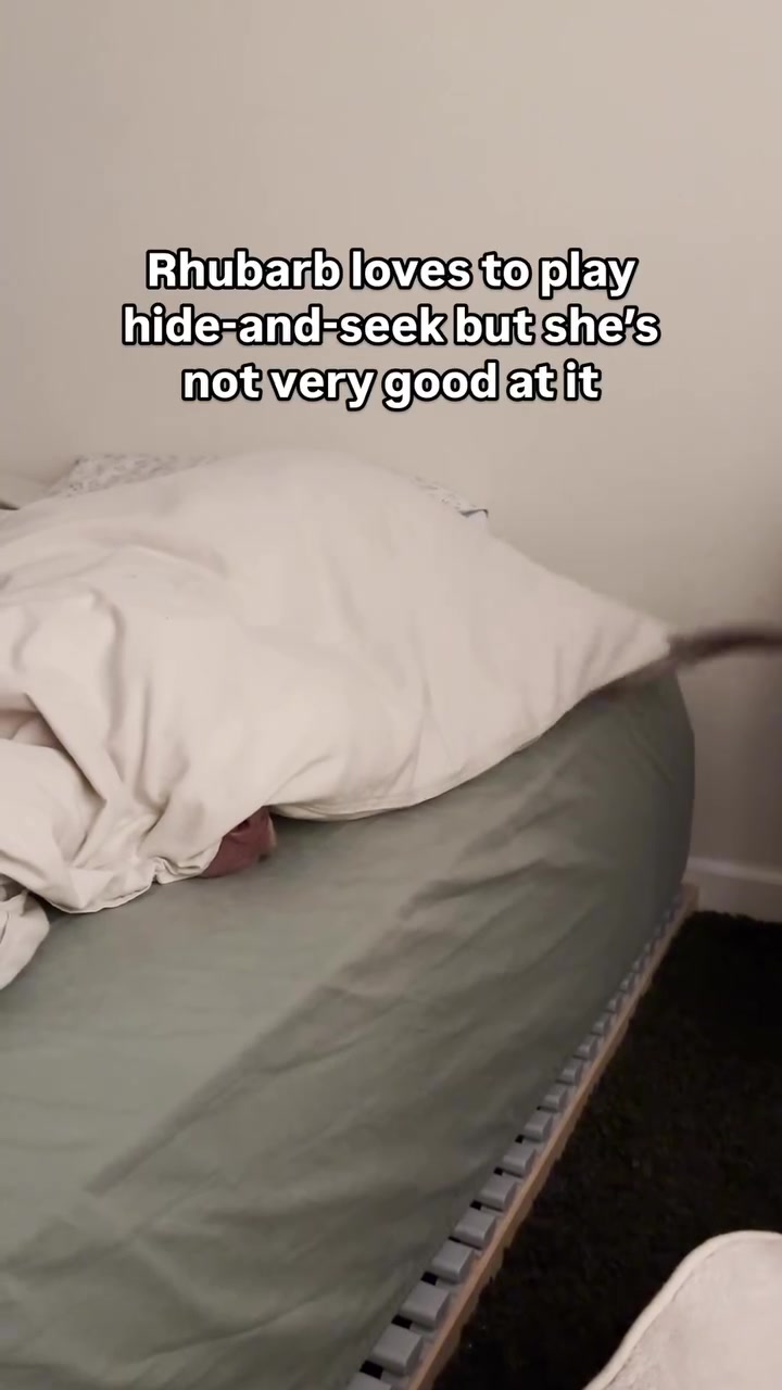 Social Matrícula de honor en esfuerzo 😉🐶