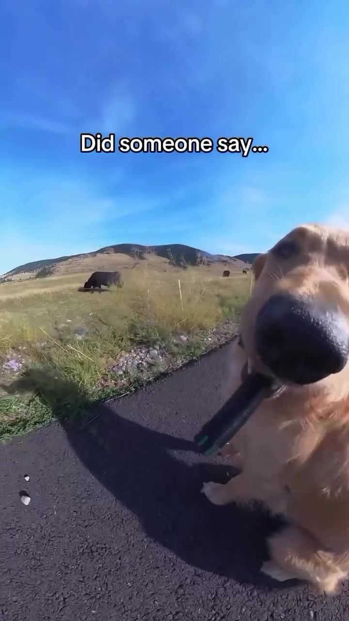 Social Zoomies nivel experto 🐶🐾