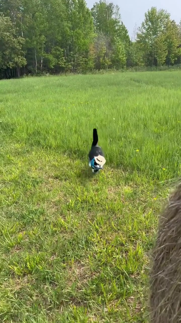 El gato vaquero Jack Spicer 👋🤠