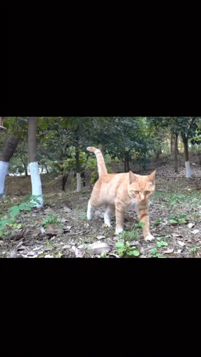 Social El miau-beso💋