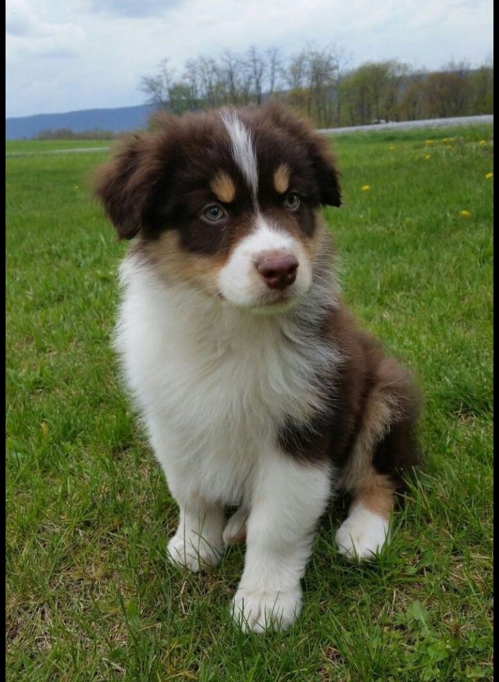 Social Como cuidar bem do seu dog