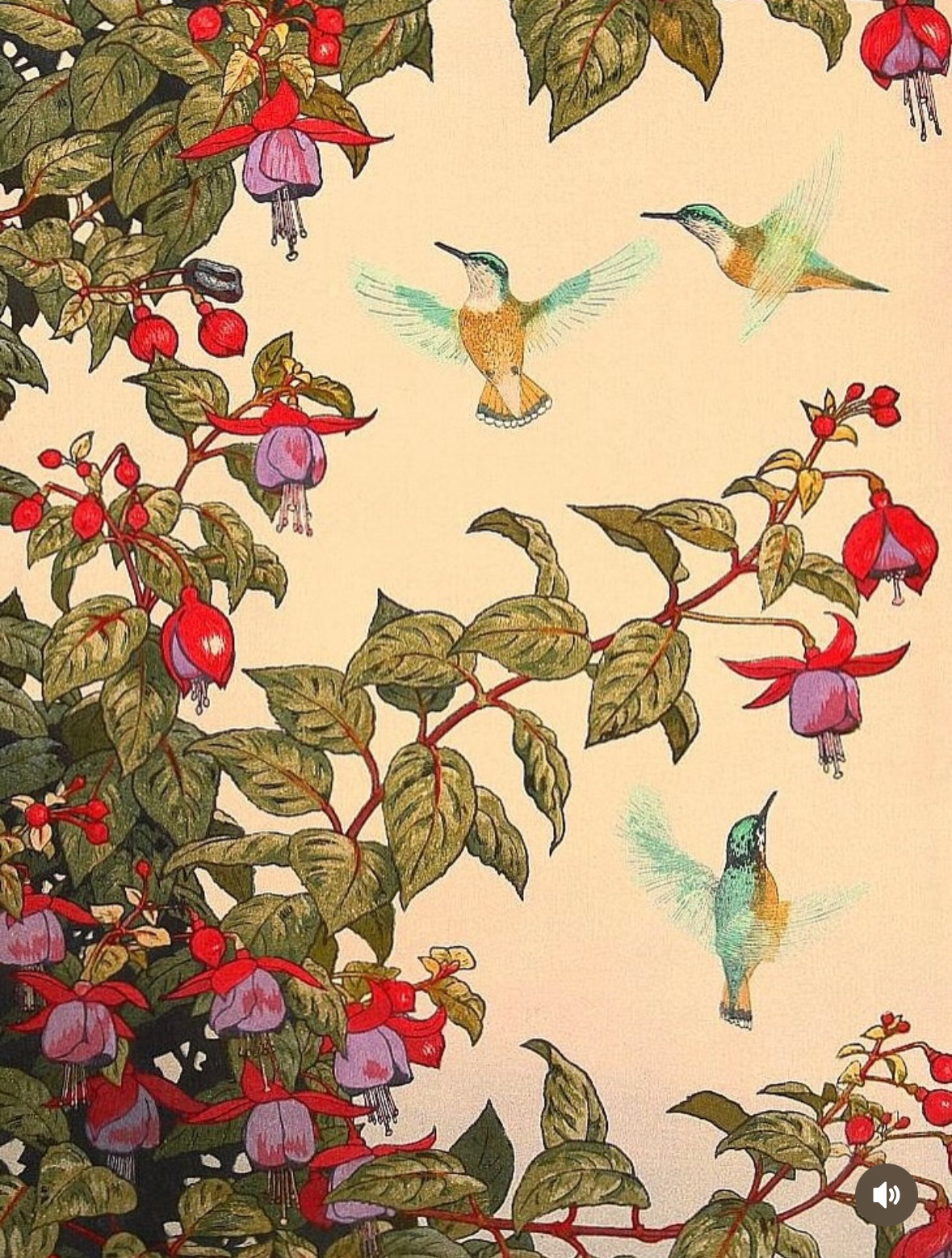 Social Colibríes entre flores