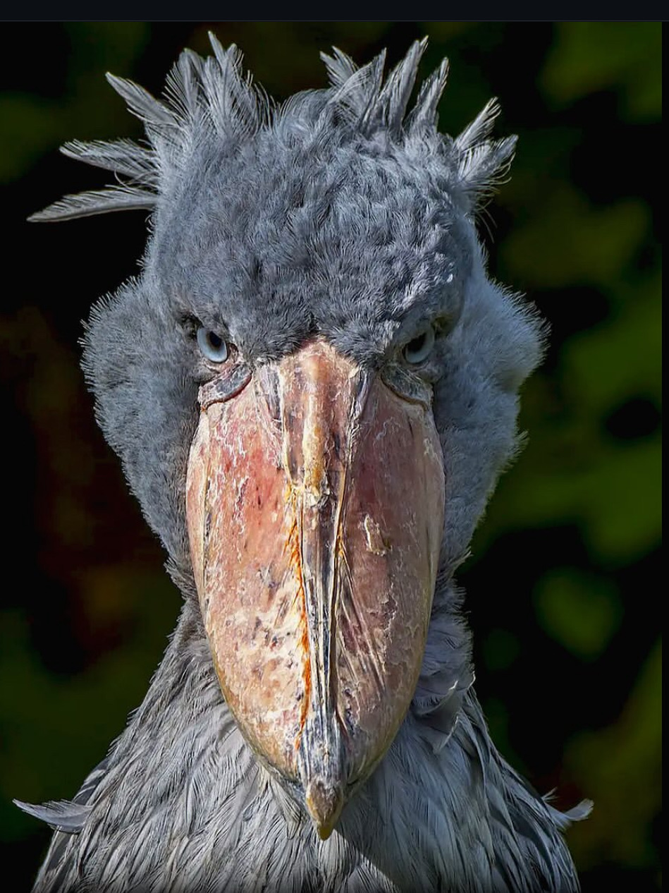 Social Shoebill: el dinosaurio con pico de zapato