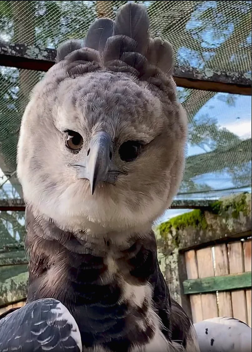 Social Harpy Eagle: el águila más poderosa del mundo