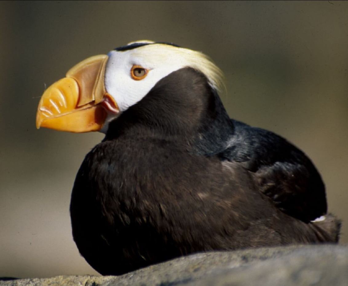 Social Tufted Puffin: el pingüino punk del norte