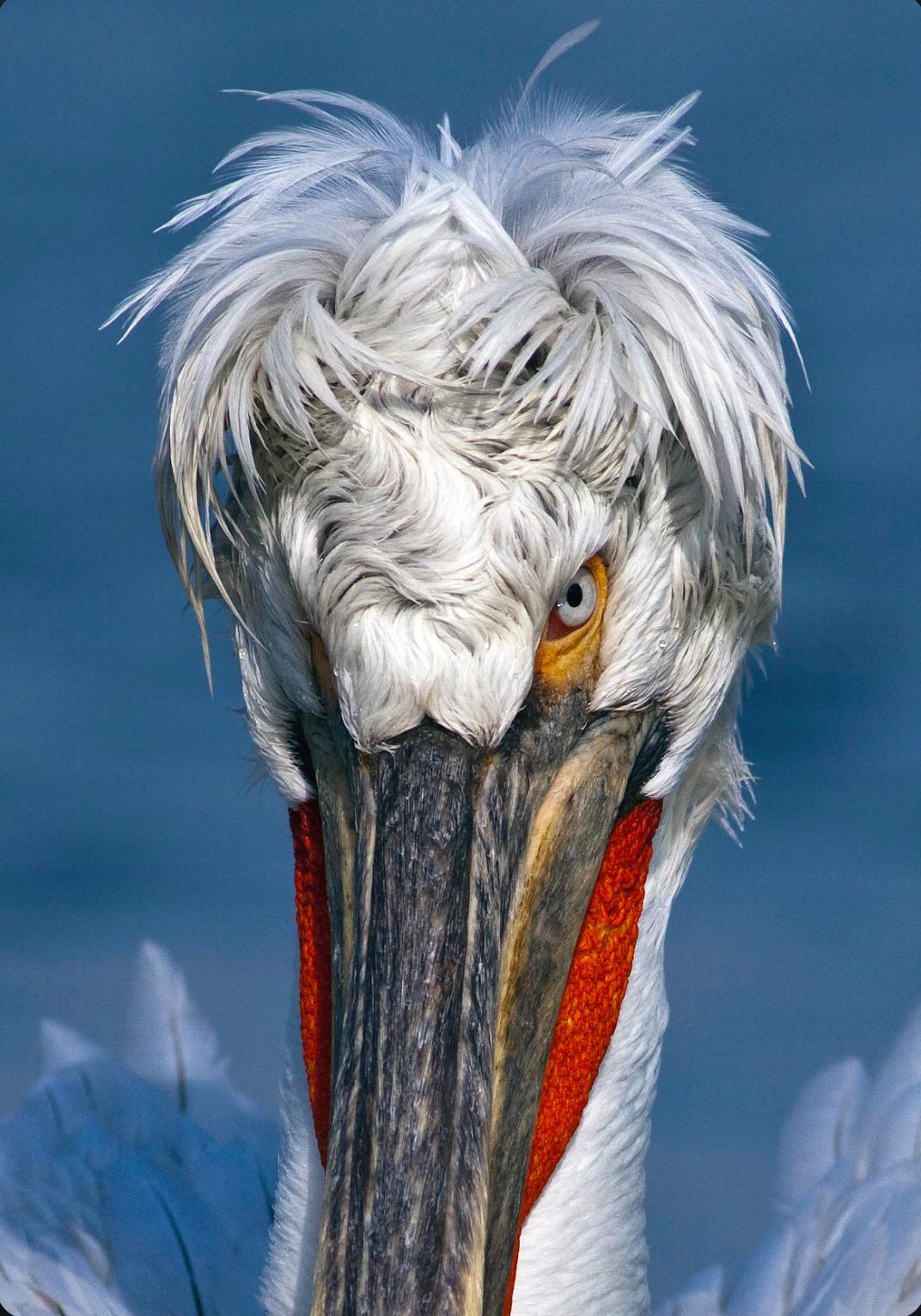 Social Pelícano dálmata: el cisne XXL del este de Europa