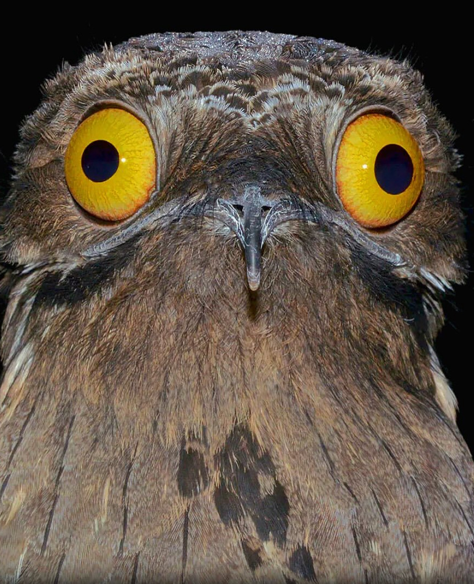 Social Potoo: el ave fantasma de Sudamérica