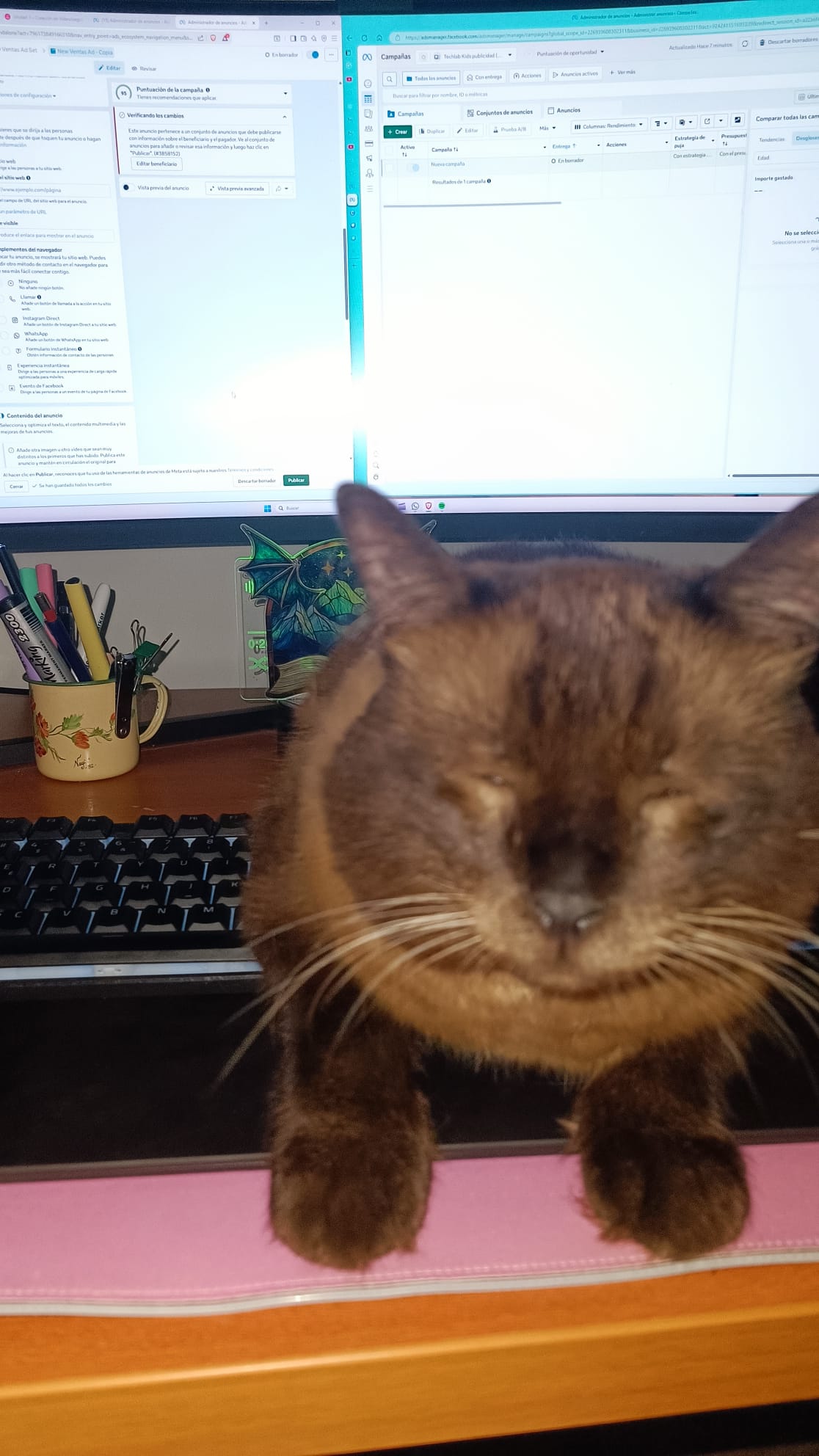 Social My cat